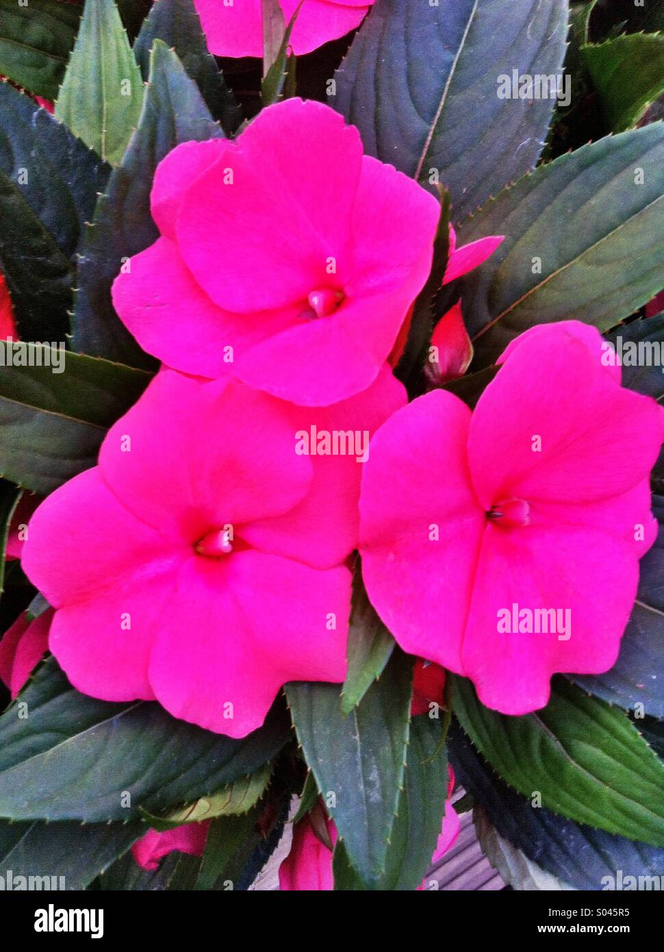Pink impatiens flowers Stock Photo