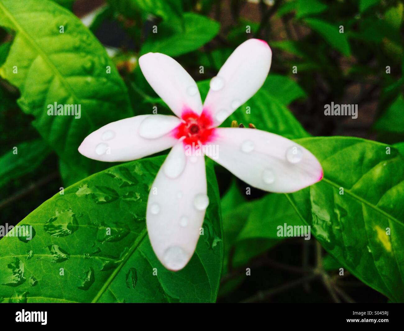 Booming flower hi-res stock photography and images - Alamy