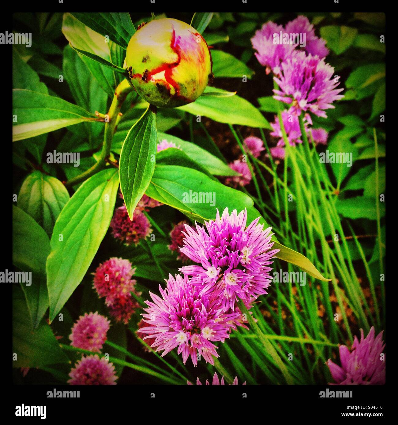 Chives in bloom with peony bud. Stock Photo