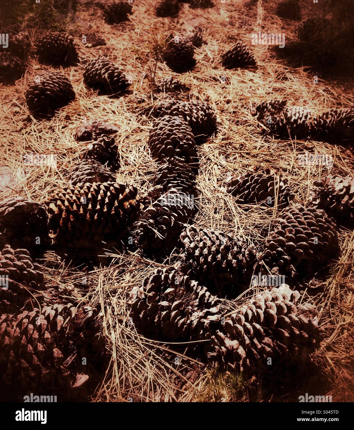 Giant Pine Cones, Lassen Volcanic State Park, California, USA Stock