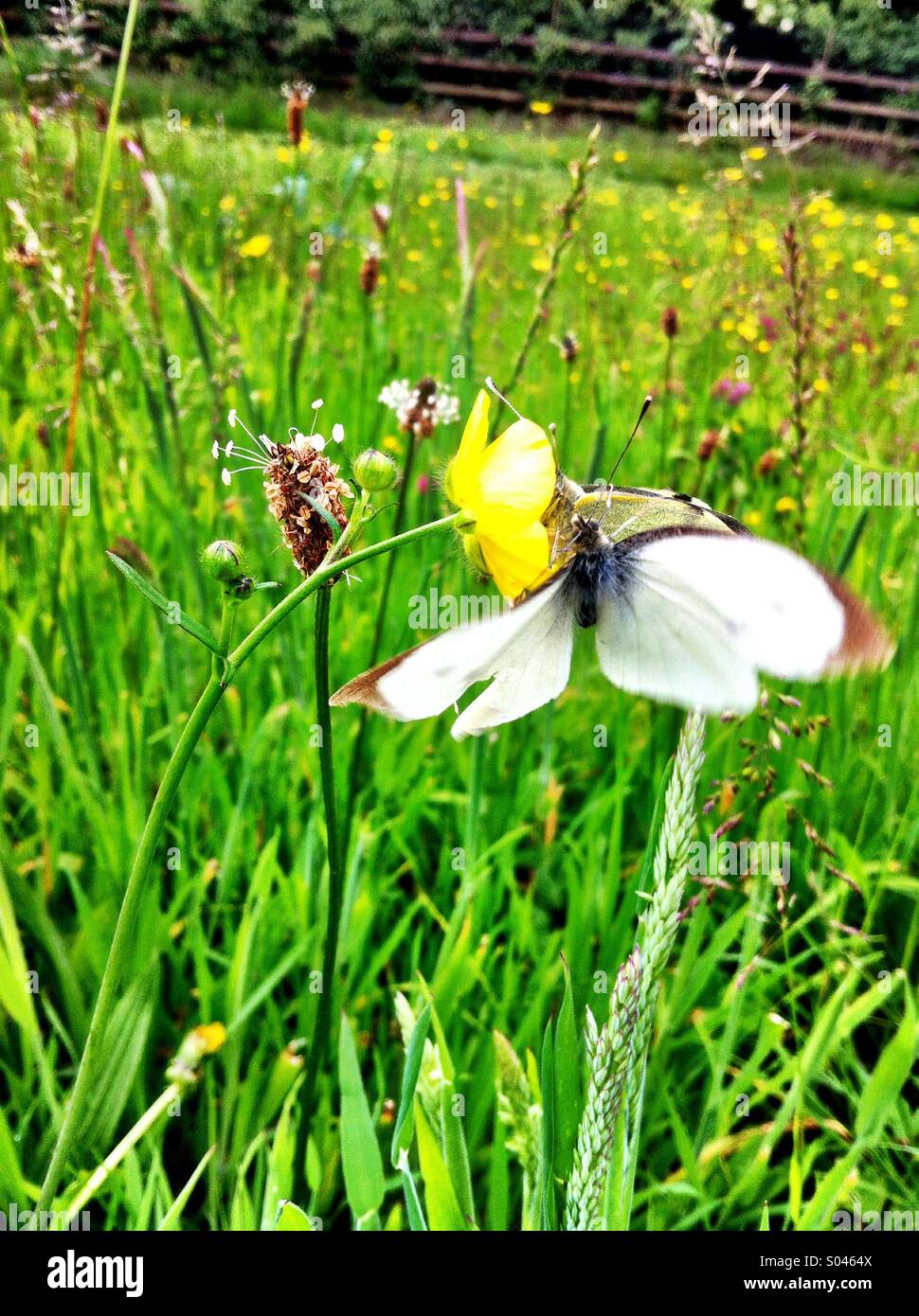 Two butterflies mating in field - Smartphone Captured Stock Image