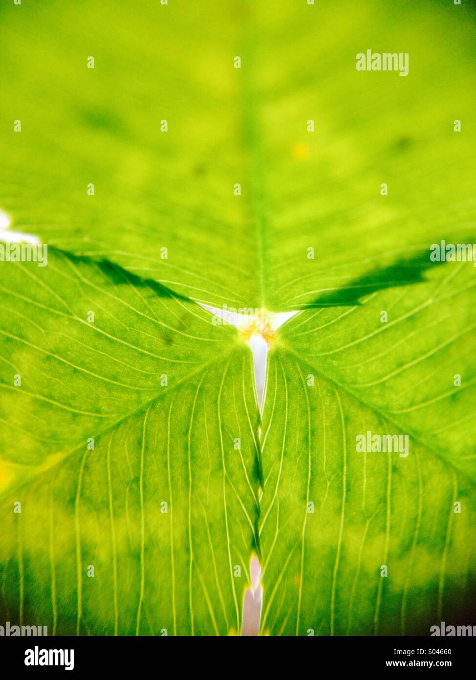 Green leaves macro hi-res stock photography and images - Alamy