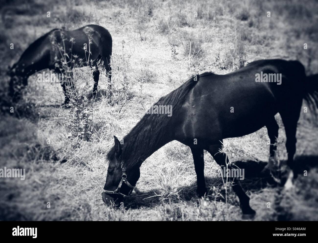 Two horses grazing in a field - Smartphone Captured Stock Image
