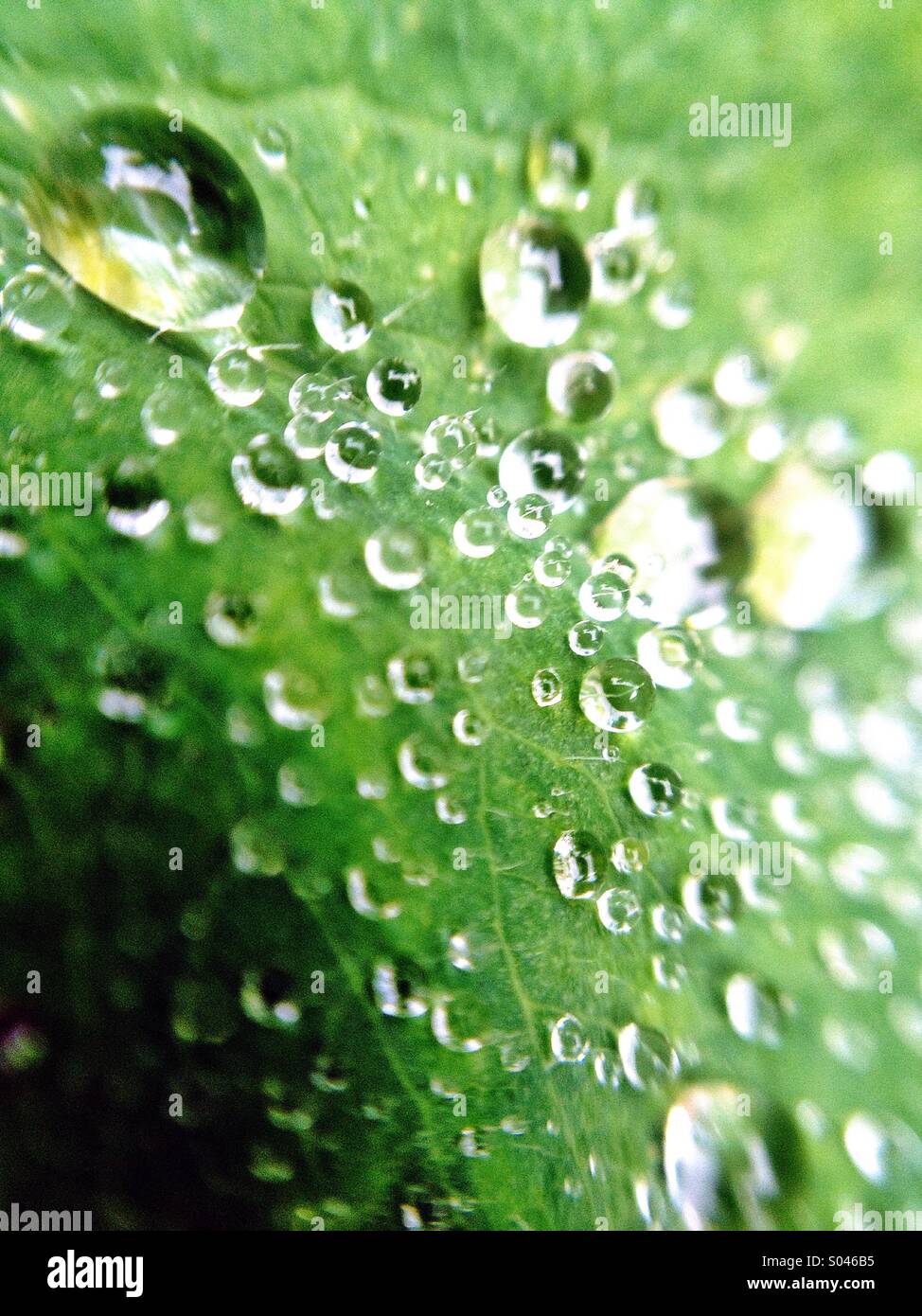 Dew on leaf Stock Photo