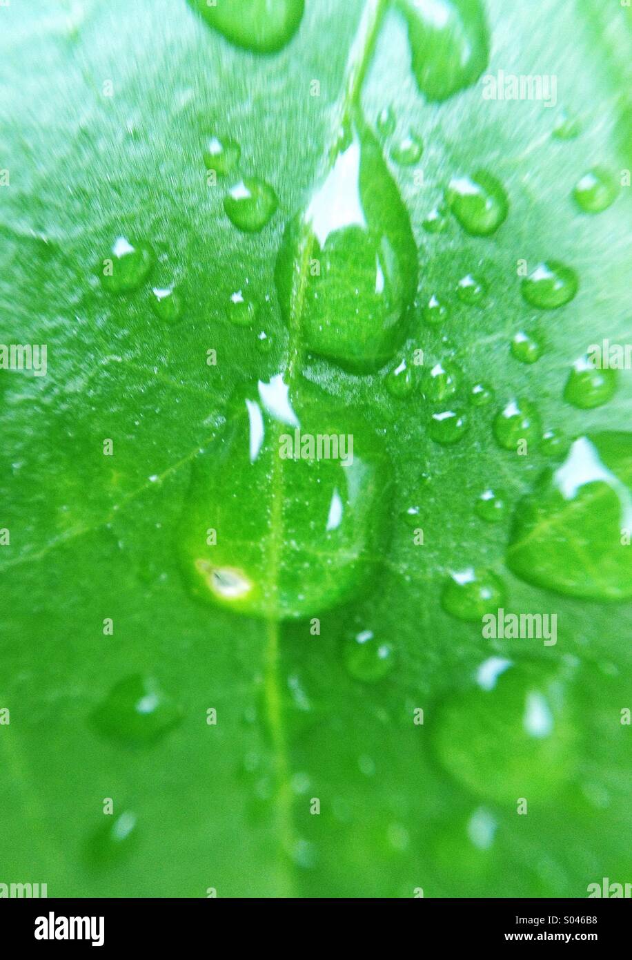 Droplets on leaf Stock Photo