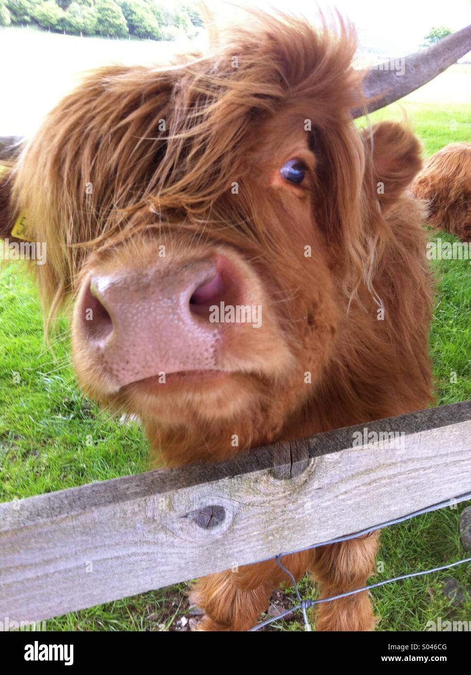 Young Highland Cow in Scotland Stock Photo - Alamy