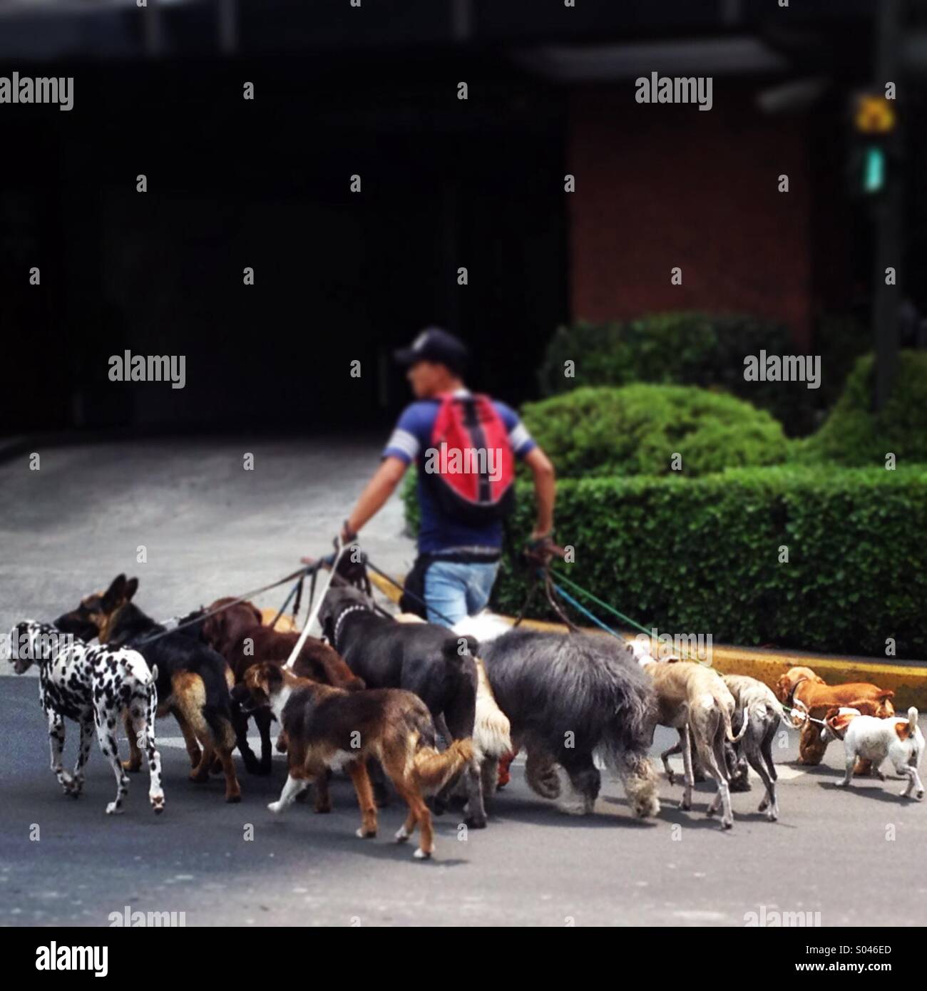A man walks dogs in a street in Colonia Polanco, Mexico City, Mexico - Smartphone Captured Stock Image