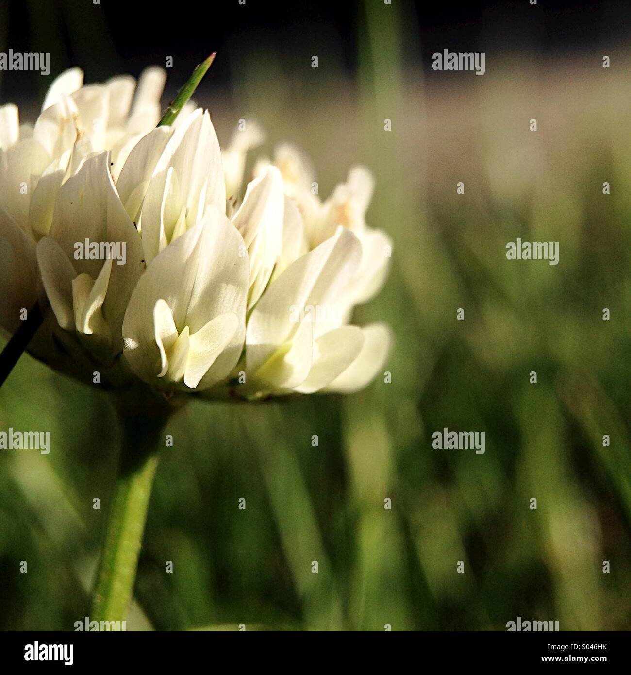 Clover - Smartphone Captured Stock Image