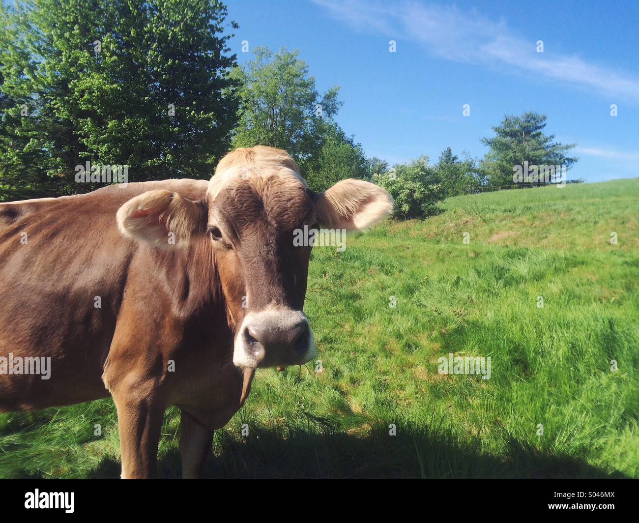 Happy dairy cow in spring meadow Stock Photo