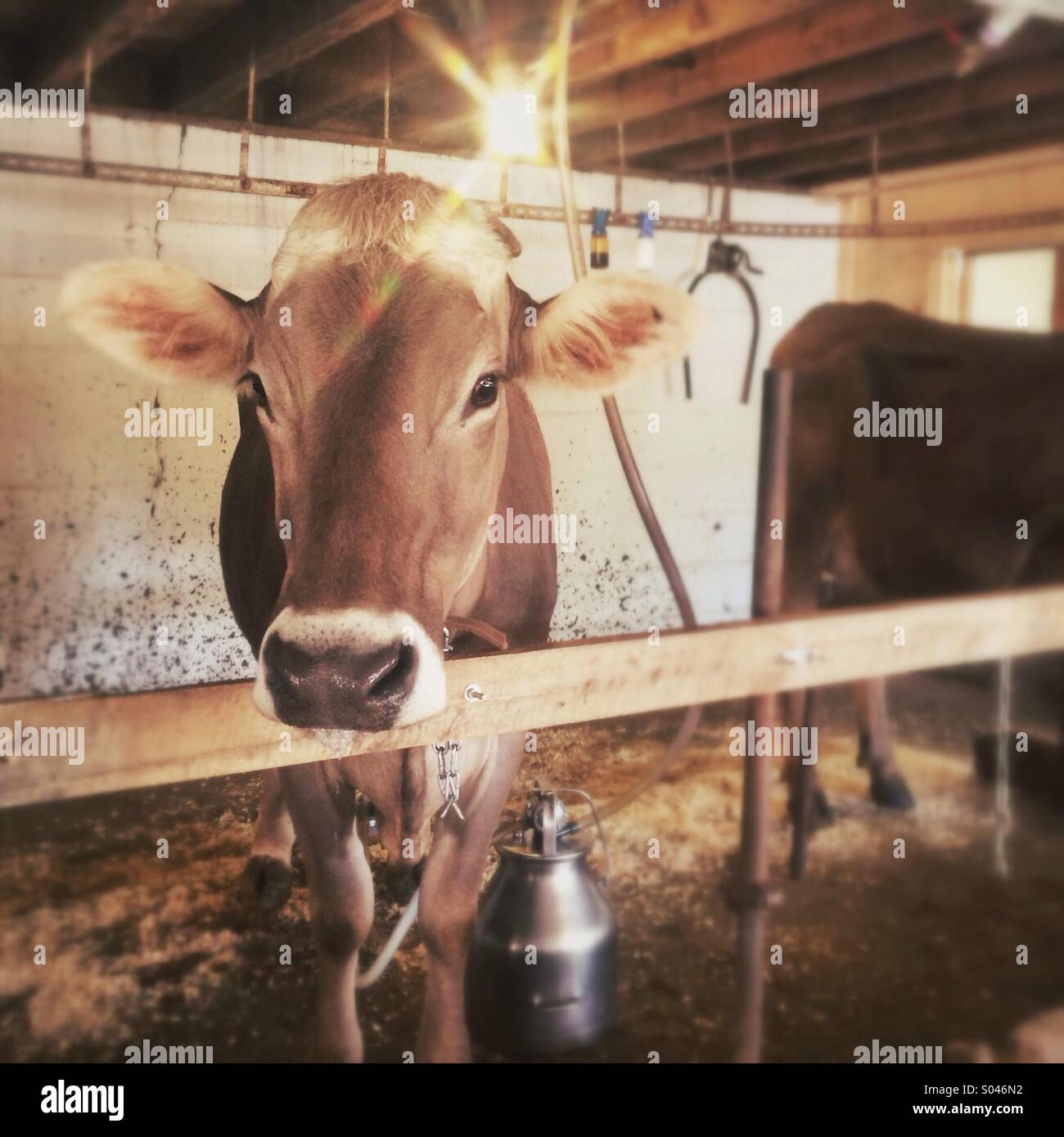 Happy cow being milked Stock Photo