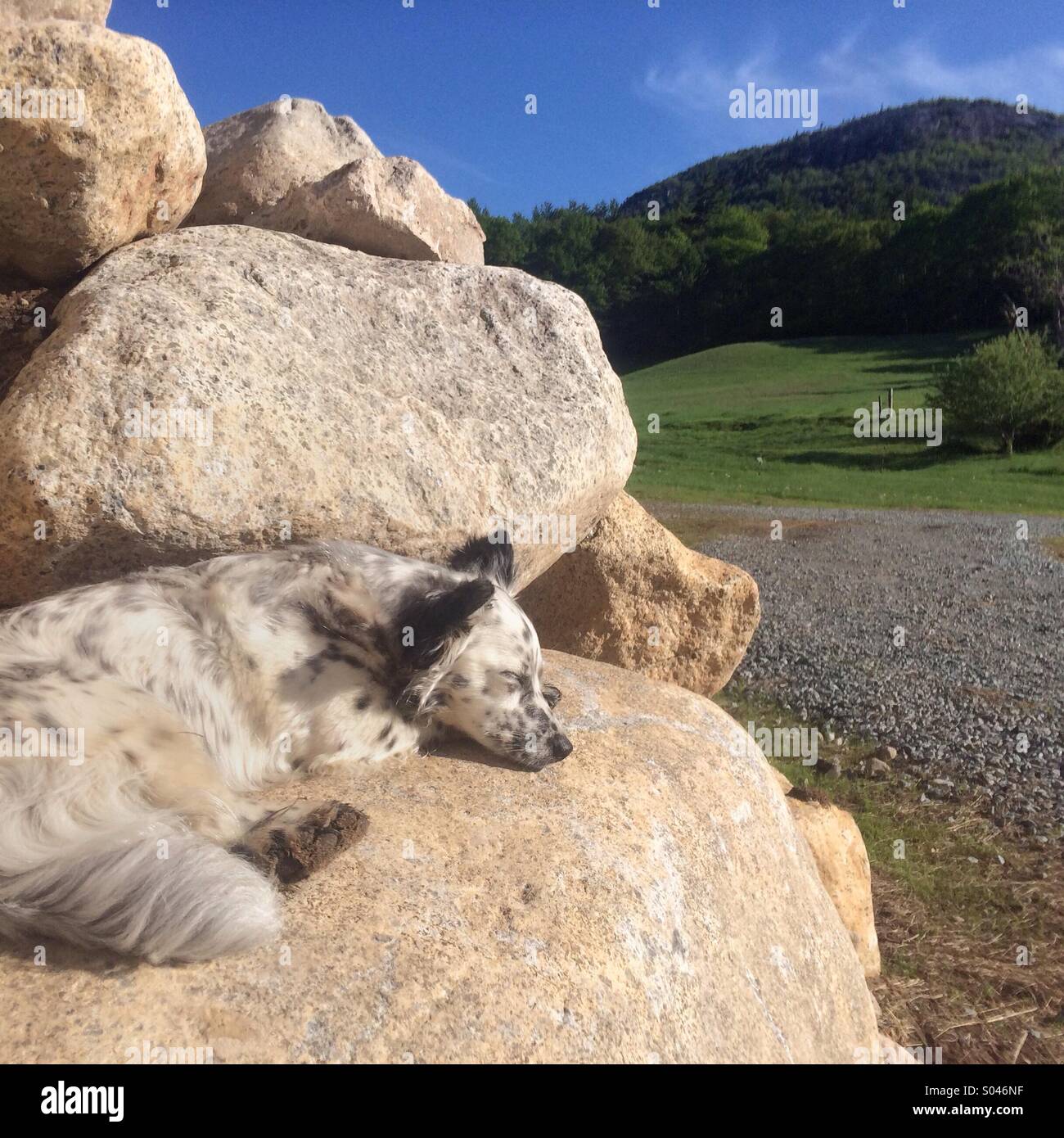 Dairy farm dog sleeping during morning milking Stock Photo - Alamy