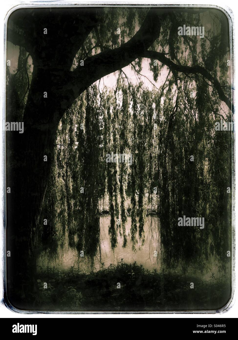 Weeping Willow Tree - Smartphone Captured Stock Image