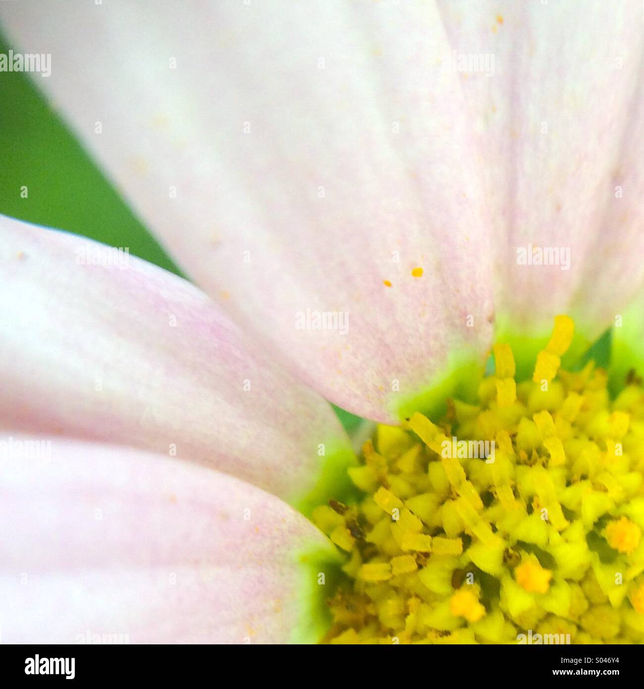 Macro of a pink daisy - Smartphone Captured Stock Image