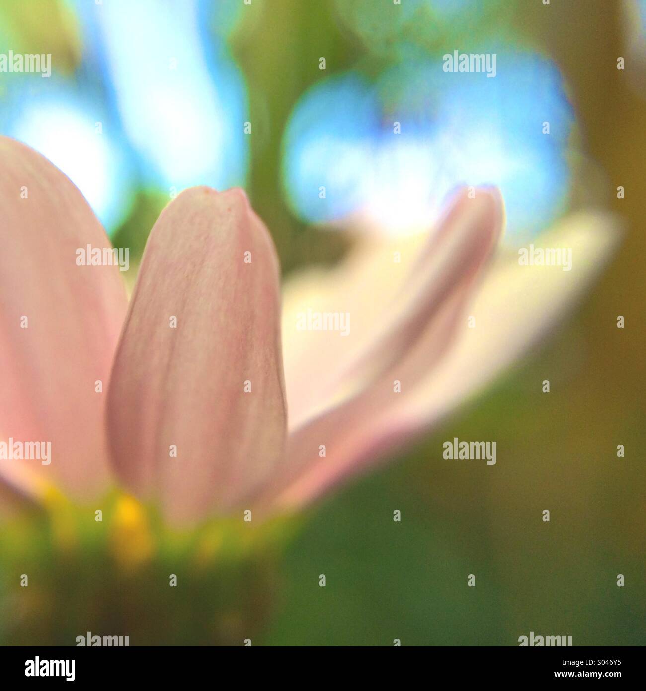 Macro of a pink daisy Stock Photo