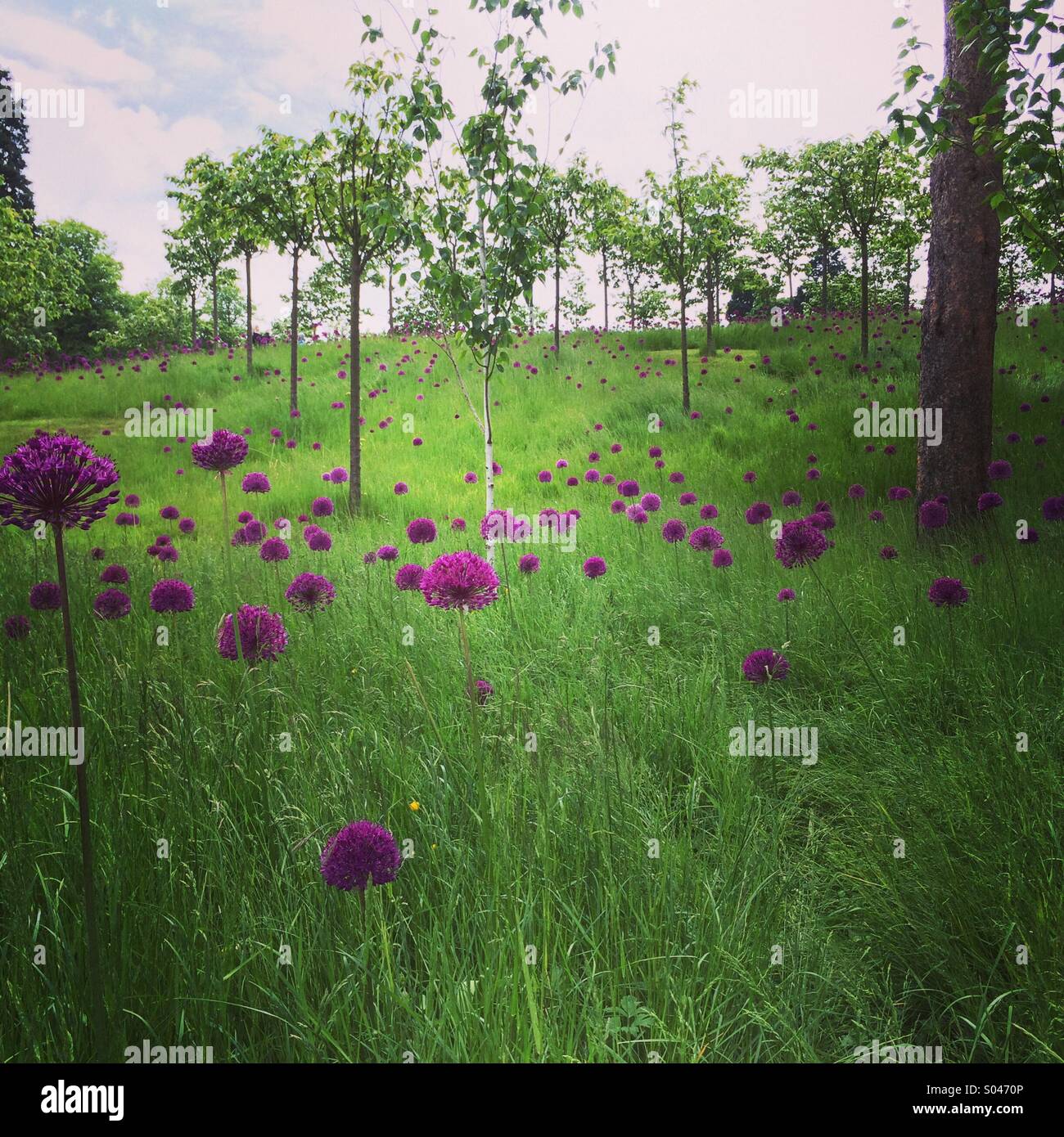 Allium garden Stock Photo