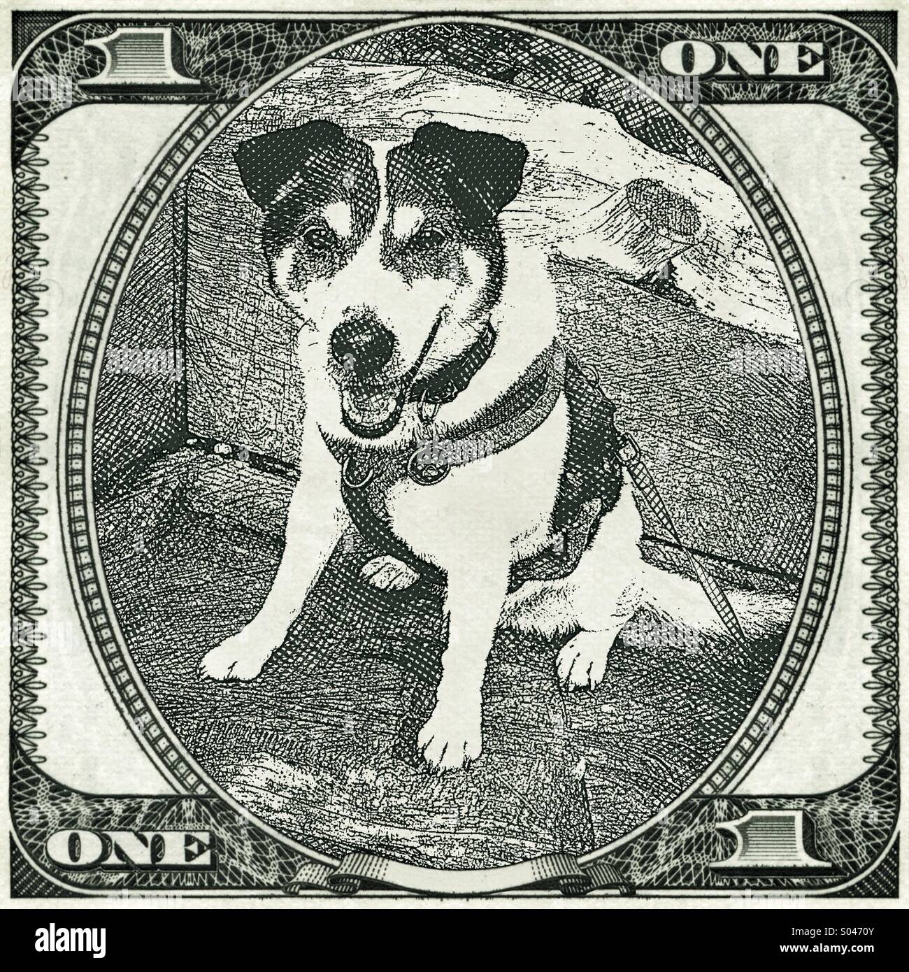 Jack Russell - Smartphone Captured Stock Image