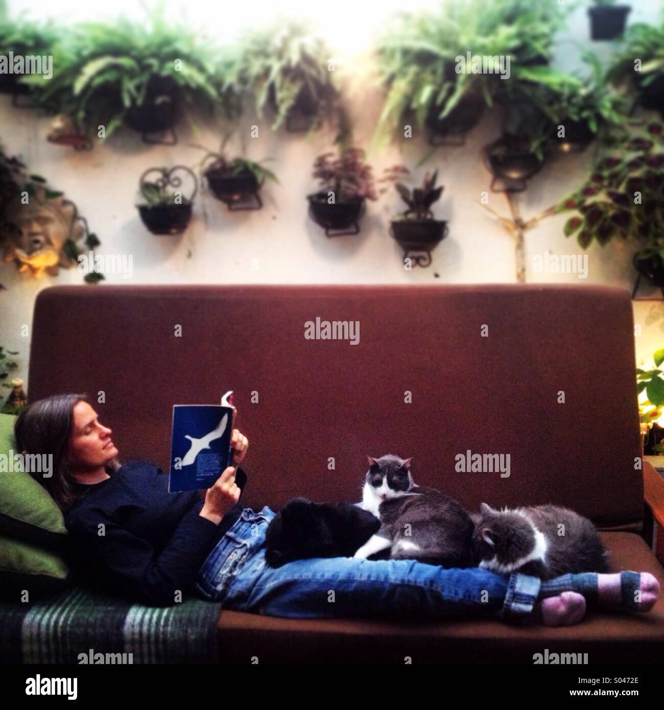 A woman reads John Livingston Seagull with three cats sleeping in her legs in Colonia Roma, Mexico City, Mexico - Smartphone Captured Stock Image