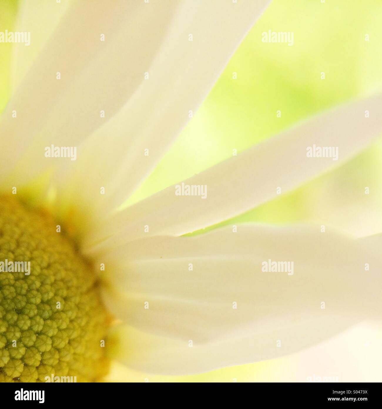 Partial view of a white daisy - Smartphone Captured Stock Image