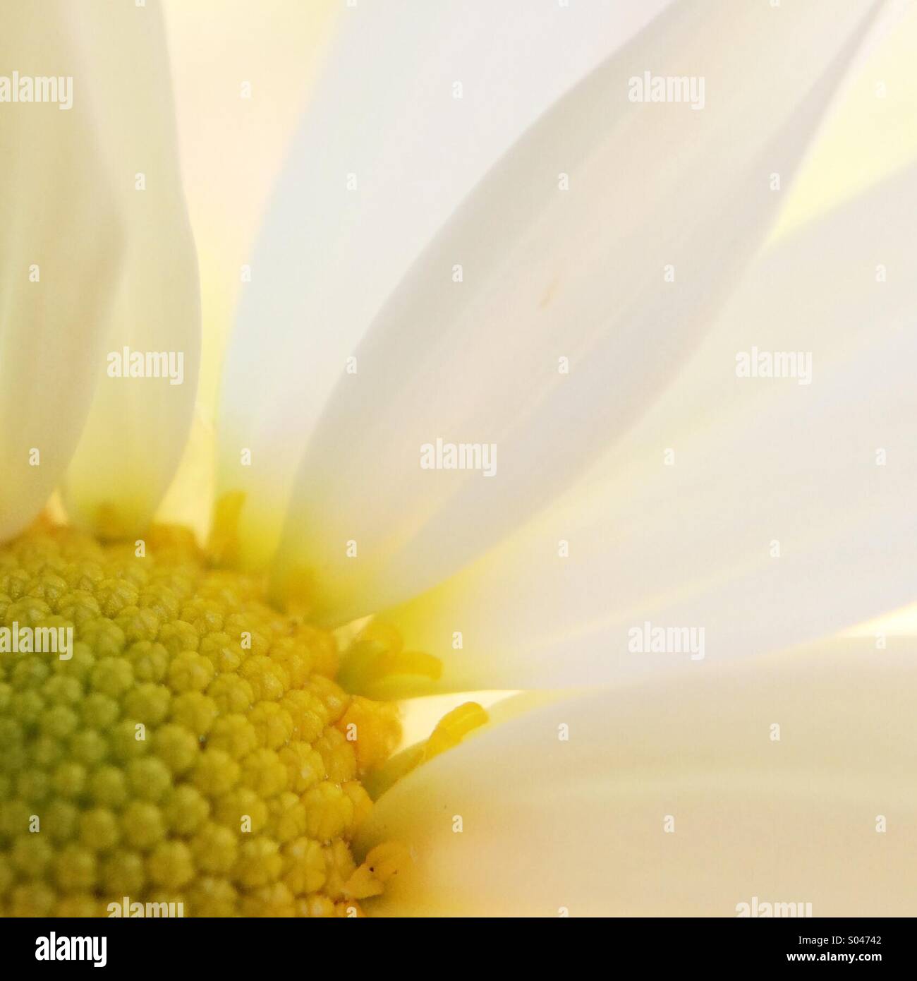 Partial view of a white daisy - Smartphone Captured Stock Image