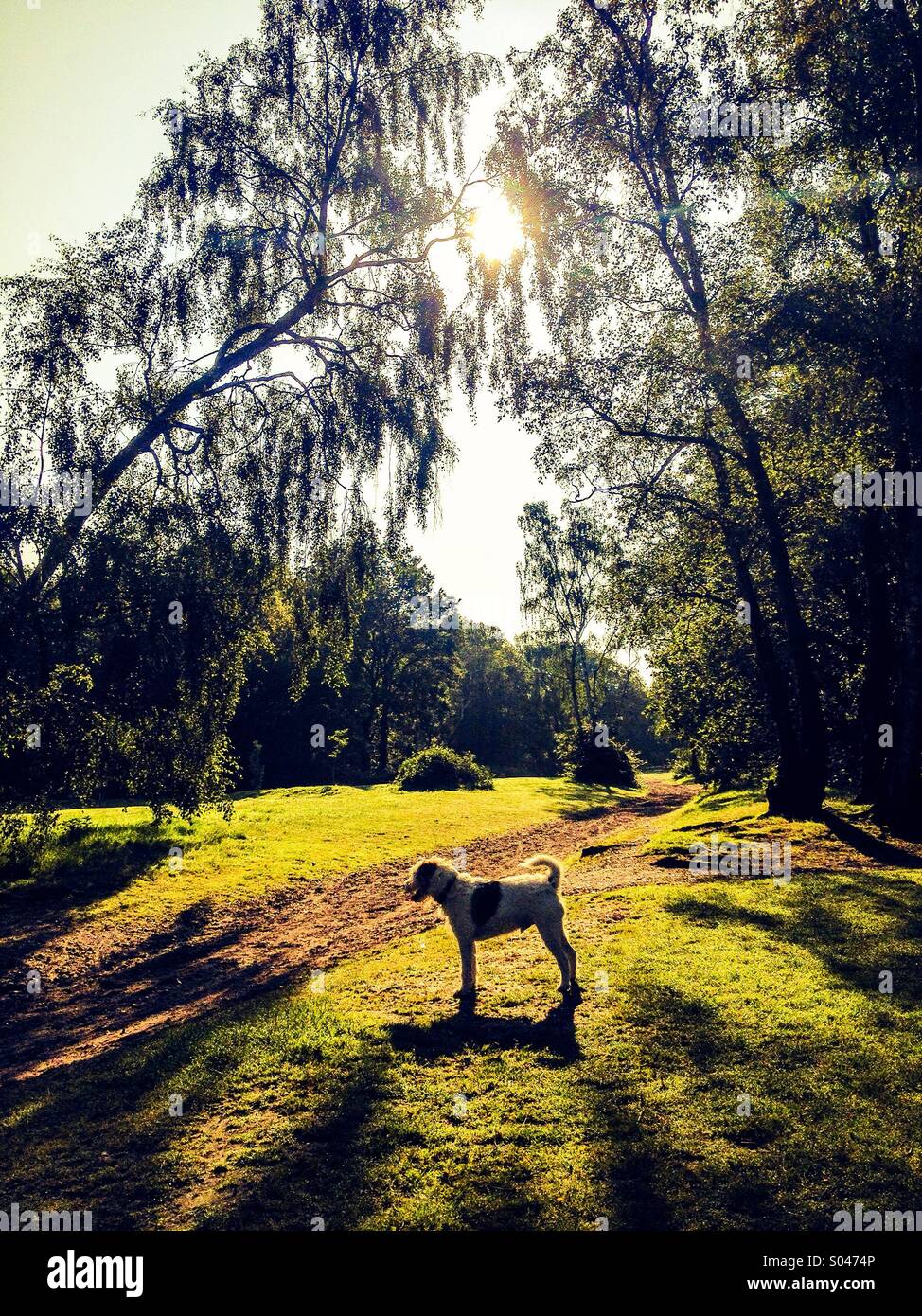 Dog standing next to path with trees and sunshine Stock Photo - Alamy