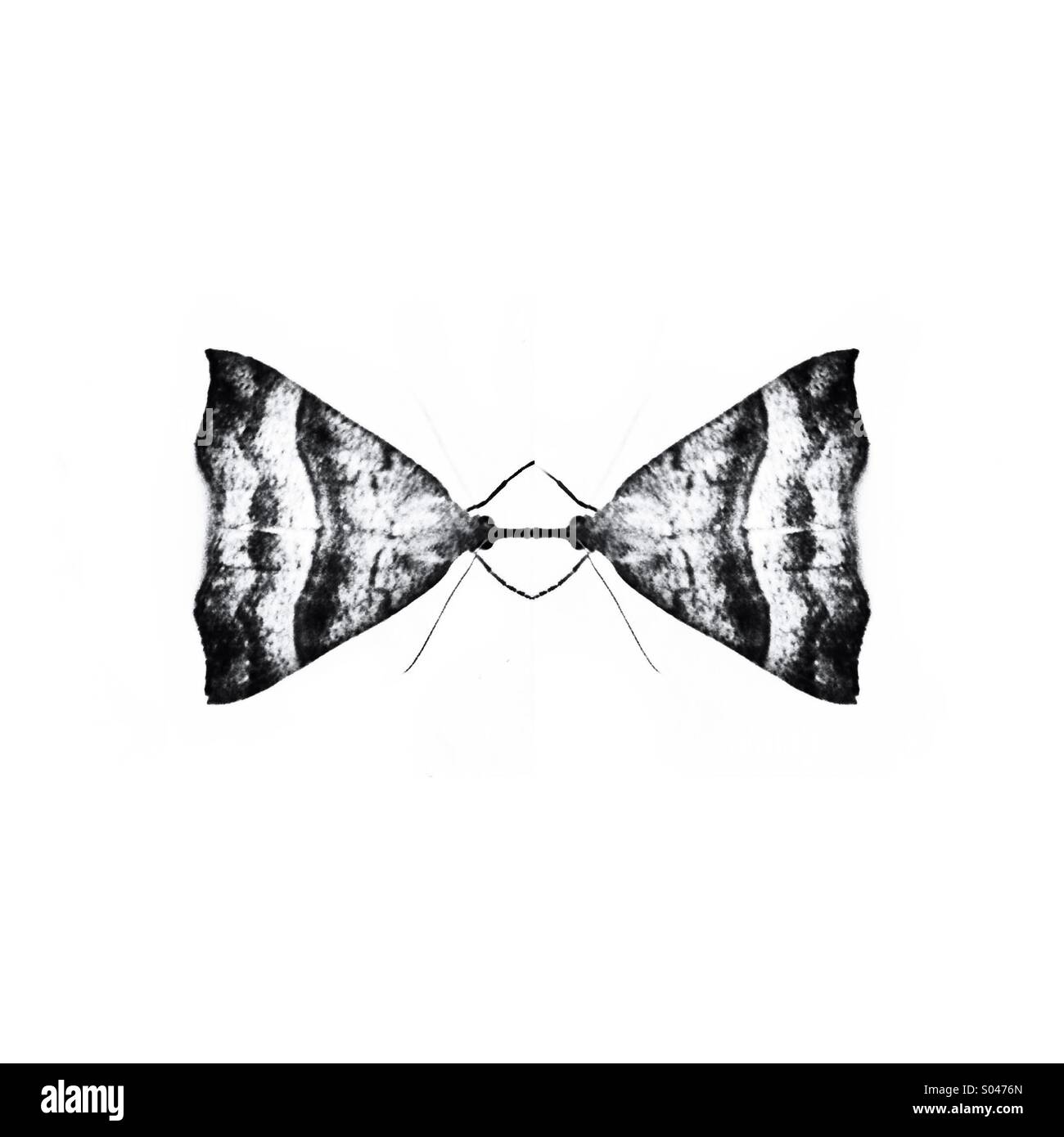 Mirror moth - Smartphone Captured Stock Image