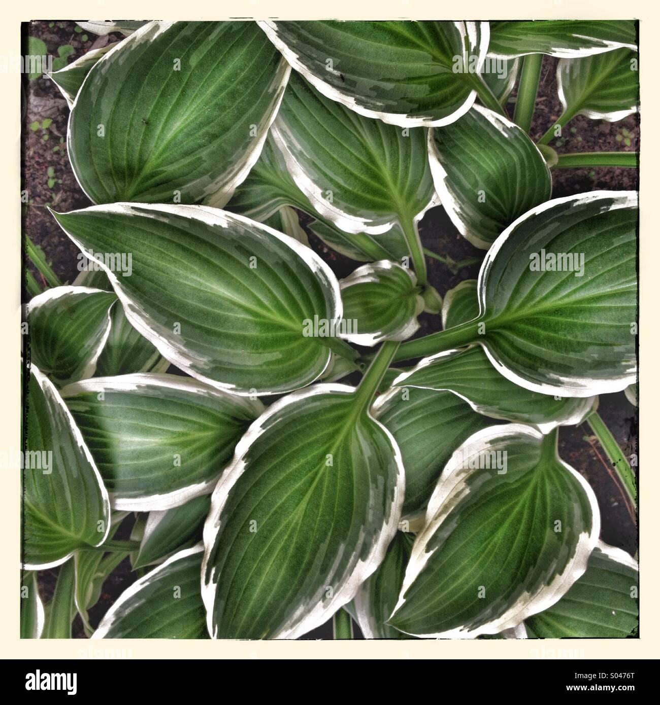 Leaves - Smartphone Captured Stock Image