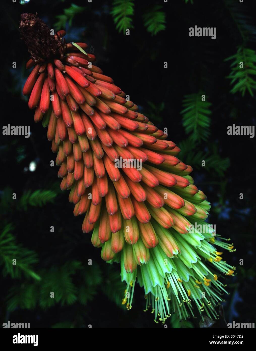 Red Hot Poker - Smartphone Captured Stock Image