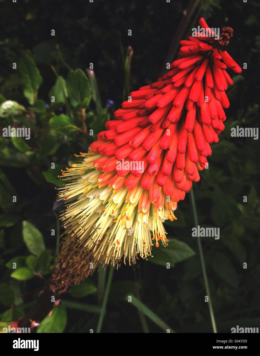 Tall red flower hi-res stock photography and images - Alamy