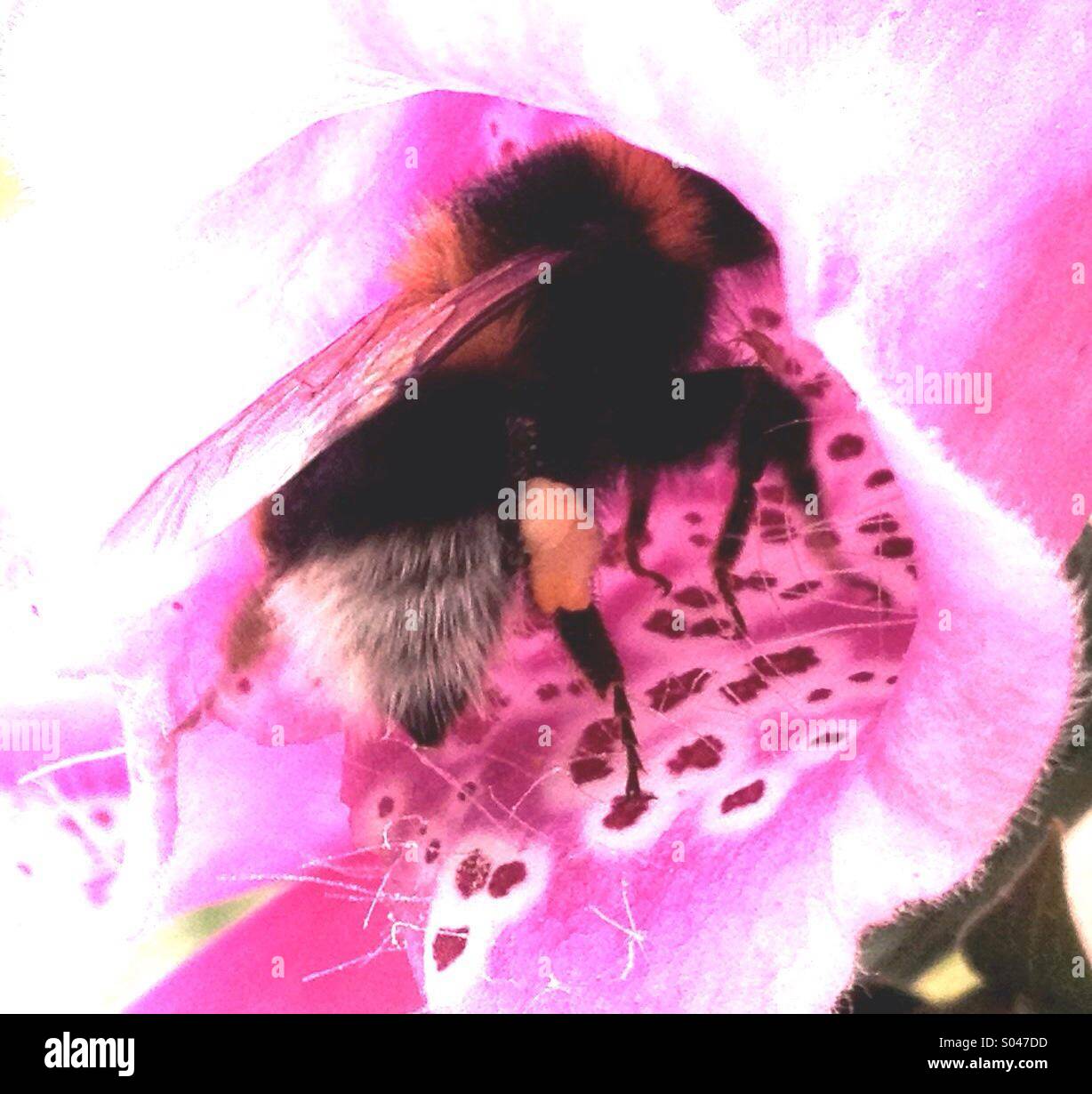 Bee Collecting Pollen - Smartphone Captured Stock Image