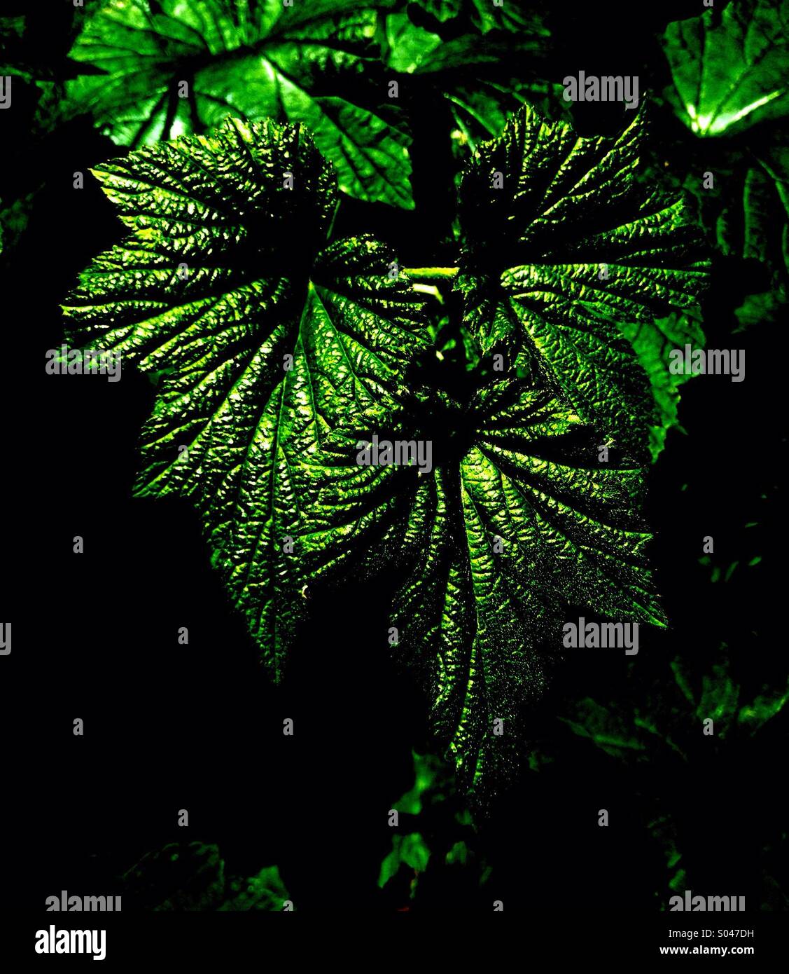 Foliage of Japanese Anemone - Smartphone Captured Stock Image