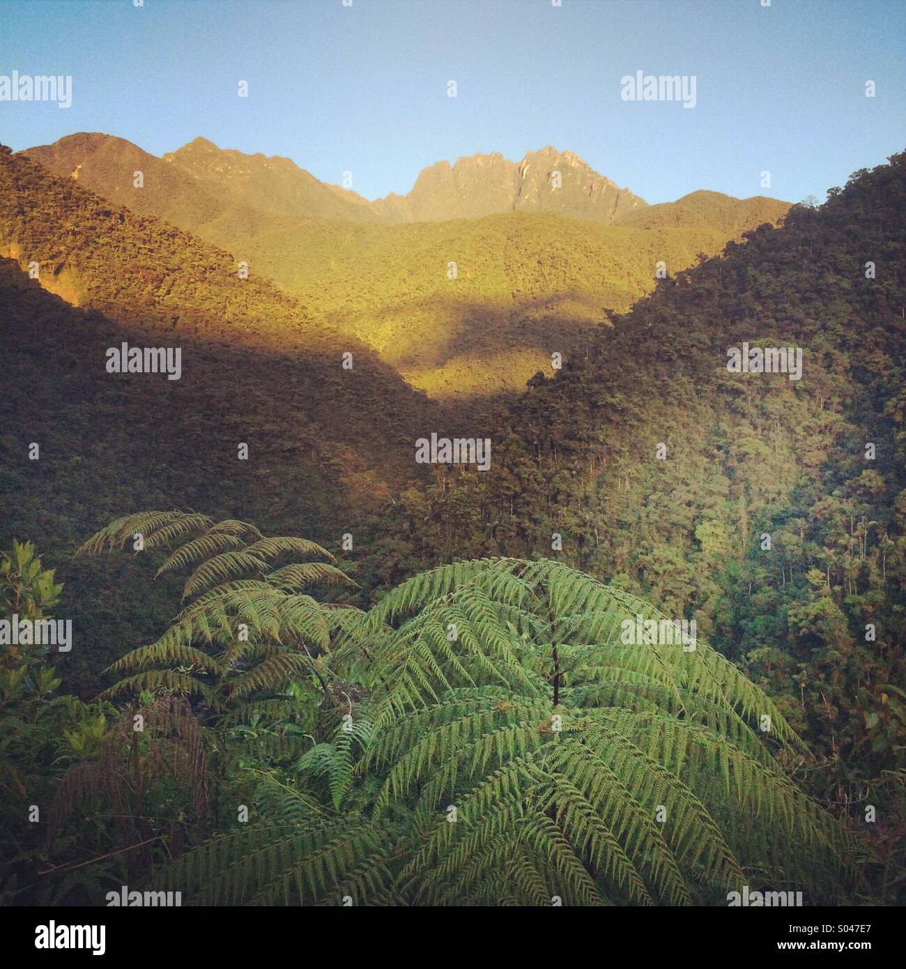 Sunrise on Apu Kanaqhuai, highest peak  in Manu National Park, Cosnipata Valley, Andes, Peru, - Smartphone Captured Stock Image
