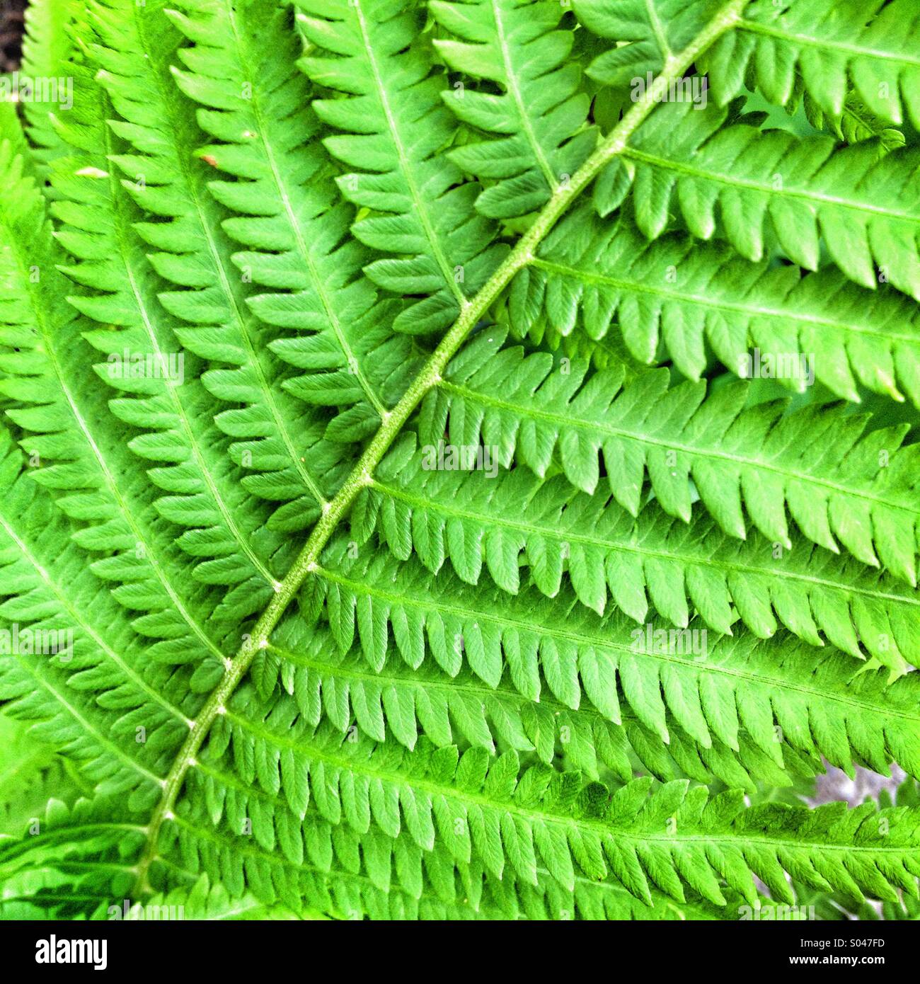 Fern leaf patterns hi-res stock photography and images - Alamy