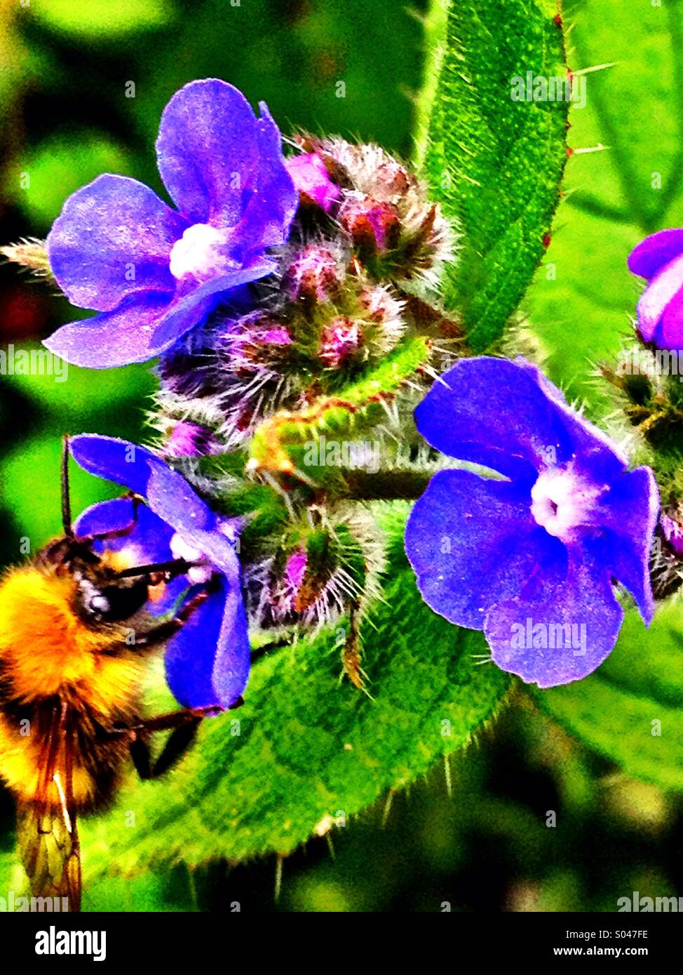Bee pollinating blue flower - Smartphone Captured Stock Image