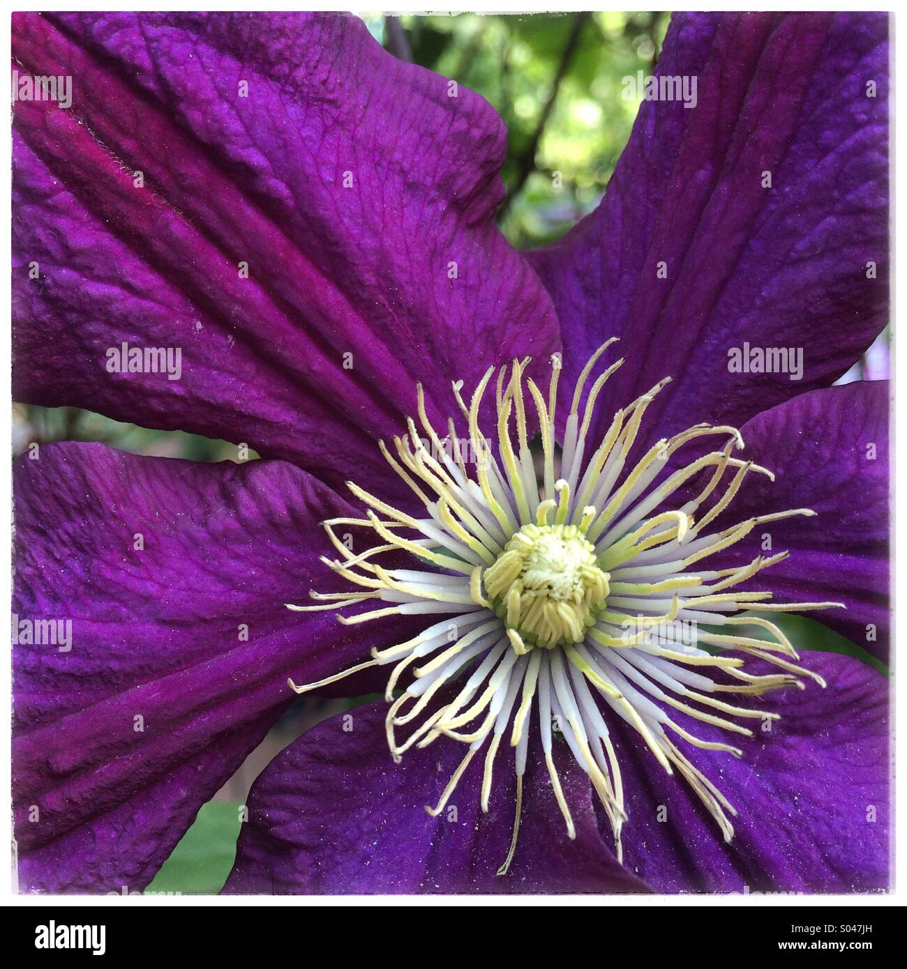 Purple passion flower Stock Photo