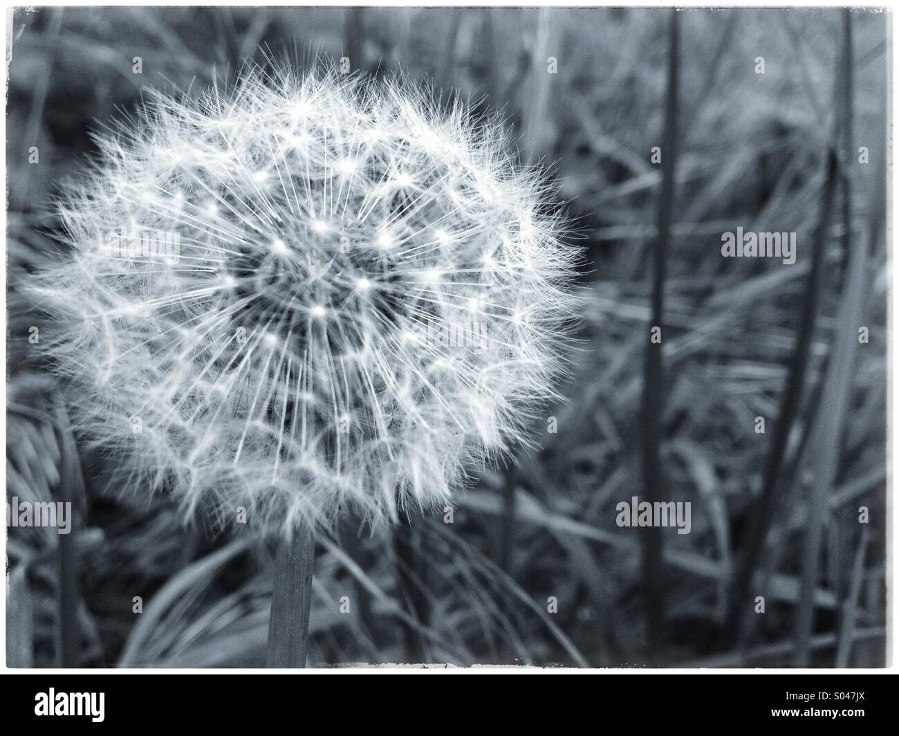 Dandelion Seed Head Stock Photo