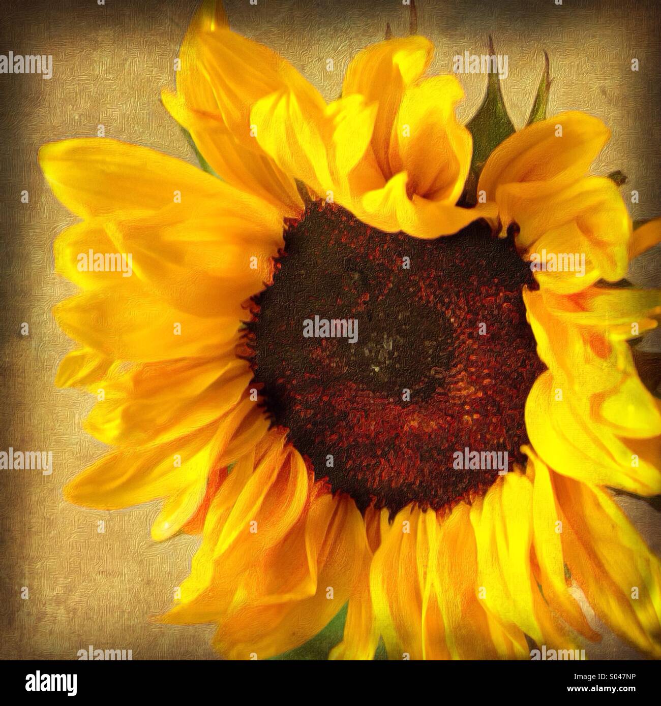 Painterly textured sunflower Stock Photo