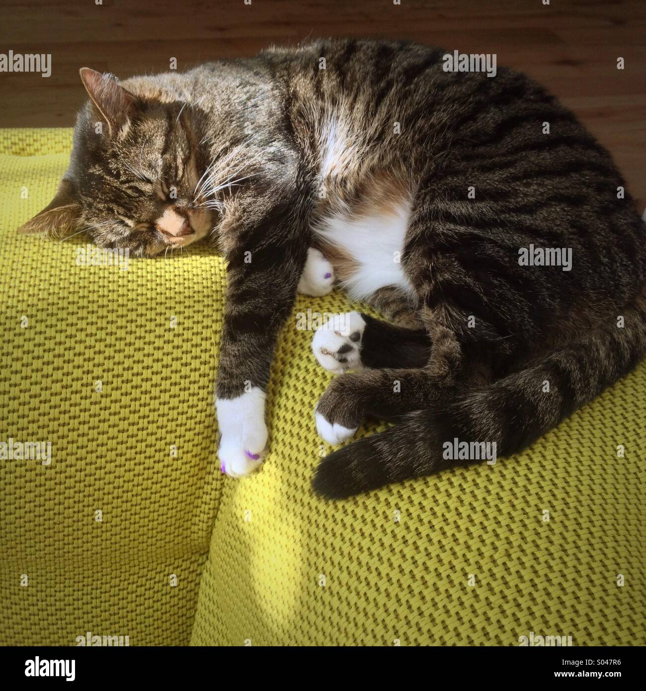 Cute cat sleeping on high end sofa in modern house in the sun. Stock Photo