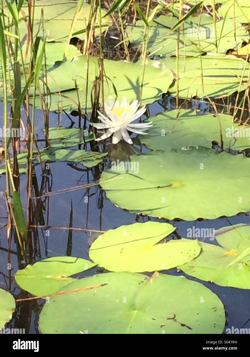 Lily Pad Flower Stock Photo Alamy