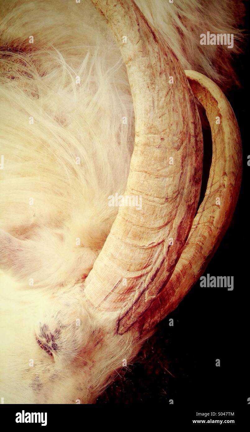 Goat eye and horn - Smartphone Captured Stock Image