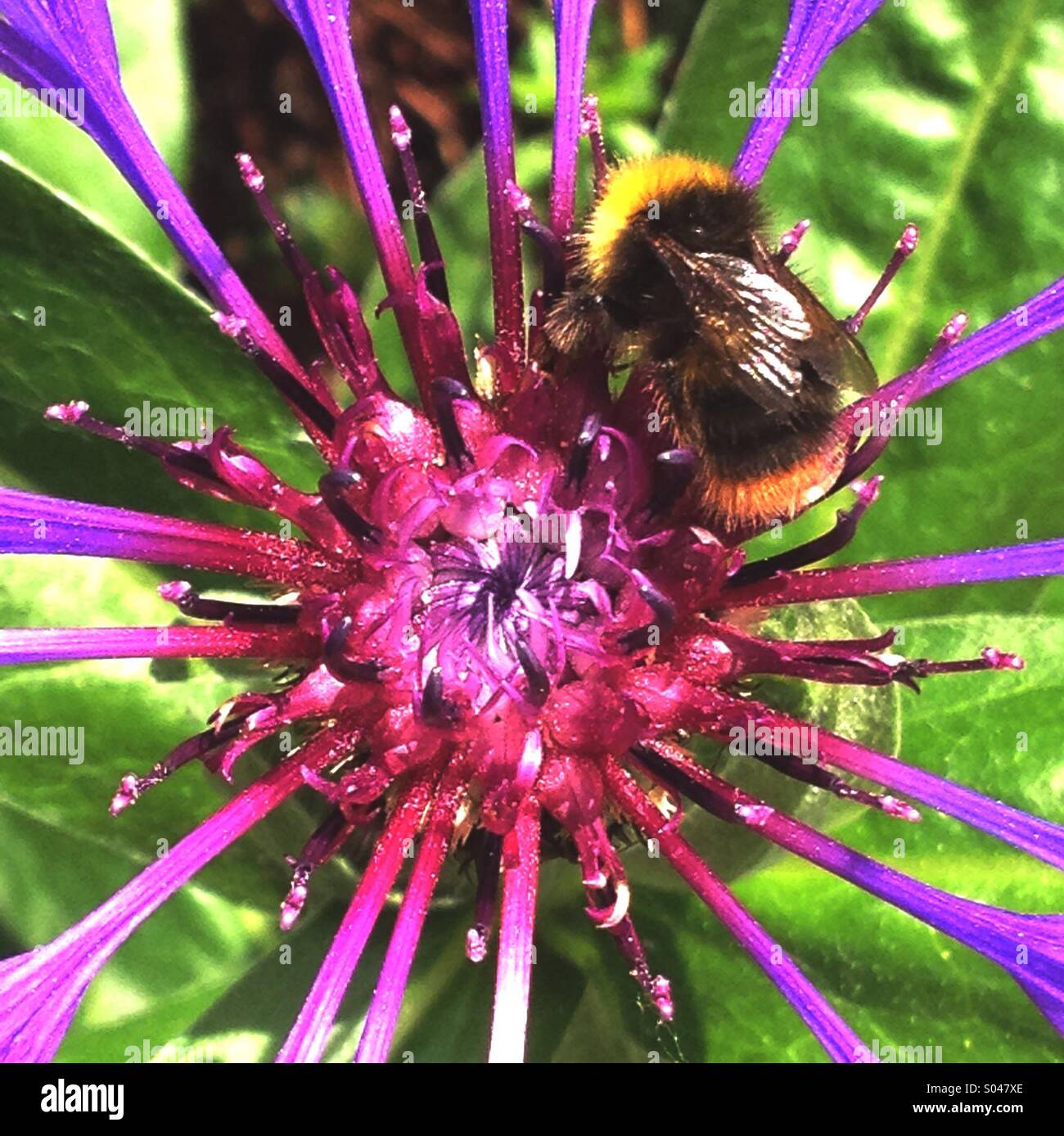 Bee Collecting Pollen Stock Photo - Alamy