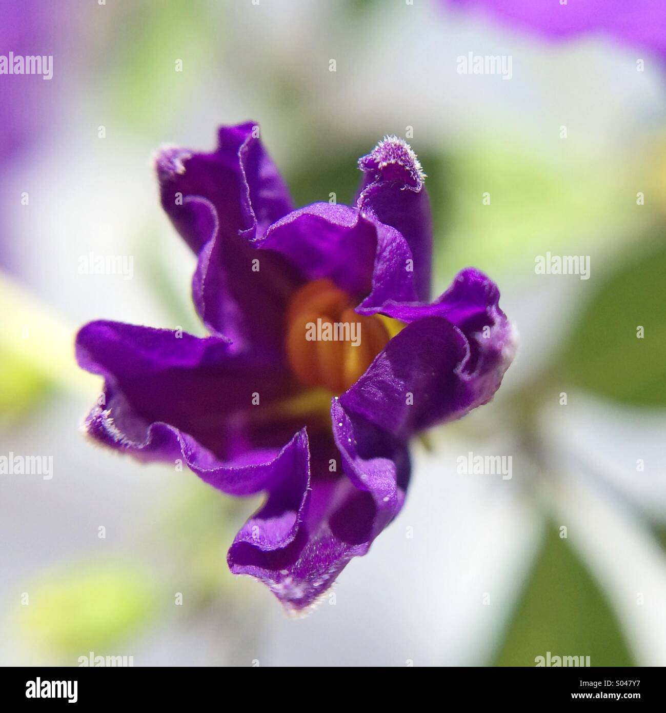 Macro of a purple flower Stock Photo