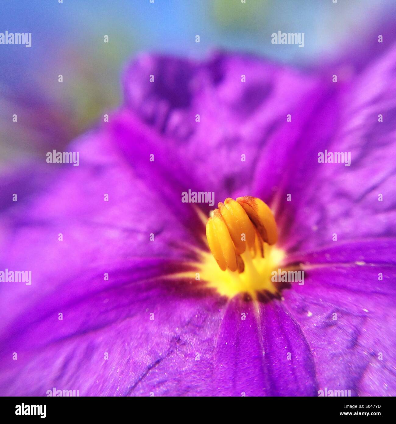 Macro of a purple flower Stock Photo