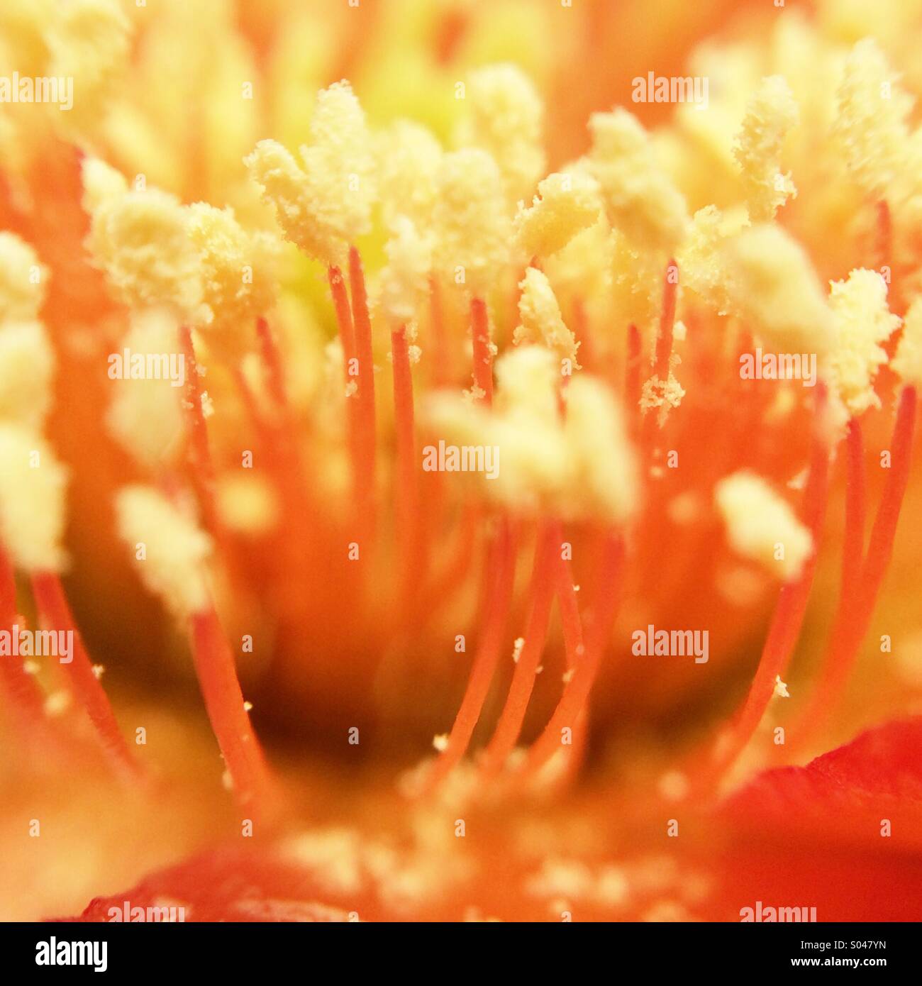 Macro of the inside of a cactus flower Stock Photo