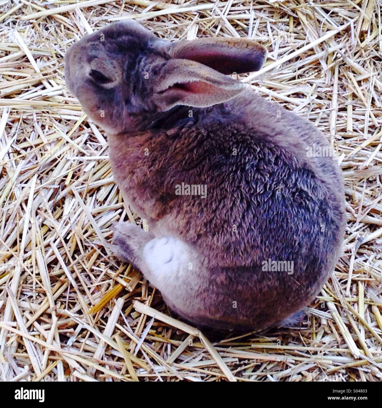 Sleepy bunny rabbit hi-res stock photography and images - Alamy