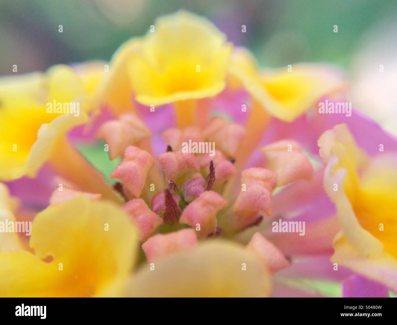 Macro of a pink and yellow lantana flower. Stock Photo