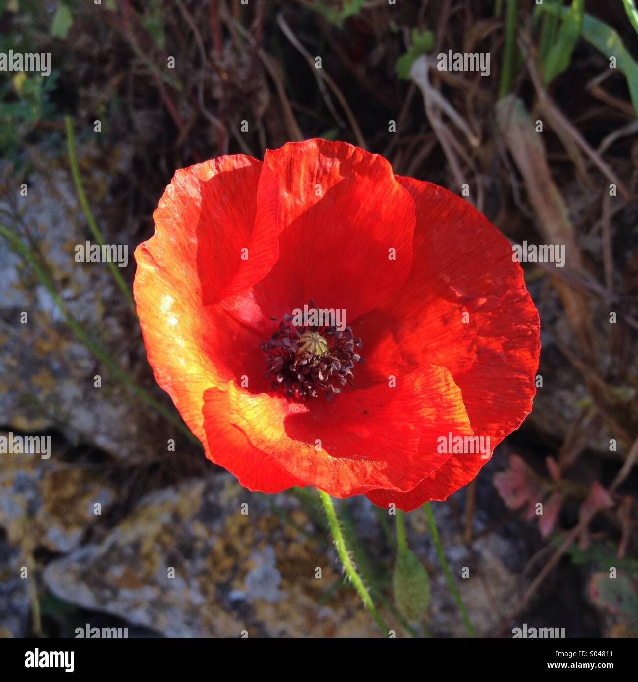 Red poppy (Papaver rhoeas) Stock Photo