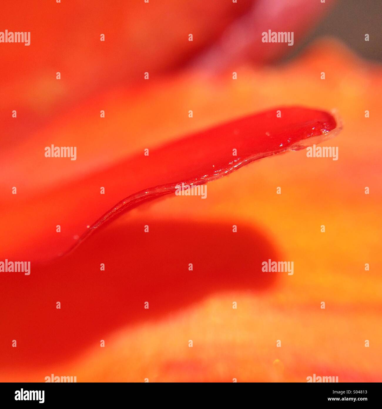 Macro of the orange petal of a cactus flower v - Smartphone Captured Stock Image