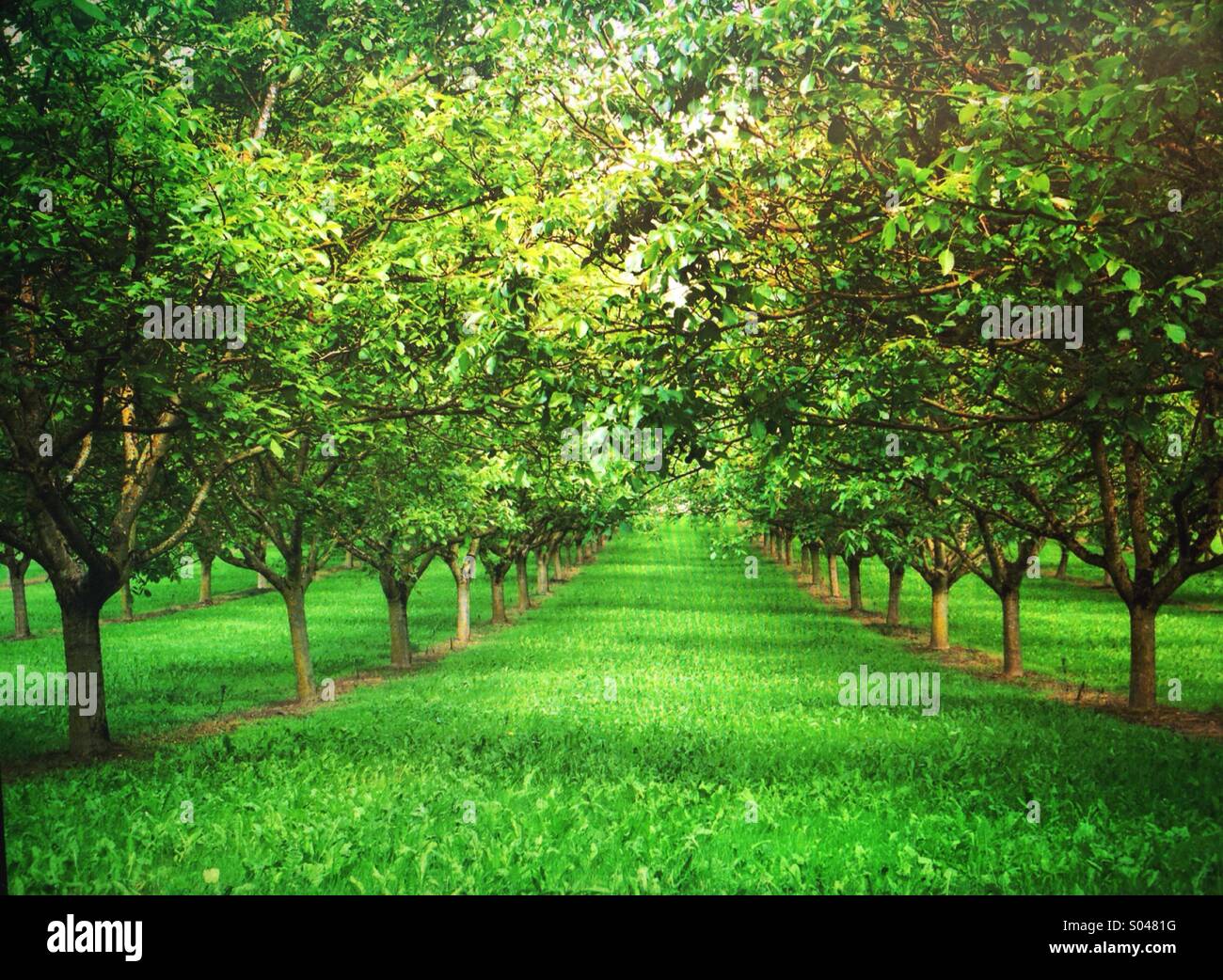 Rows of trees in walnut grove in spring, near Domme, Dordogne, Aquitaine, France Stock Photo Alamy