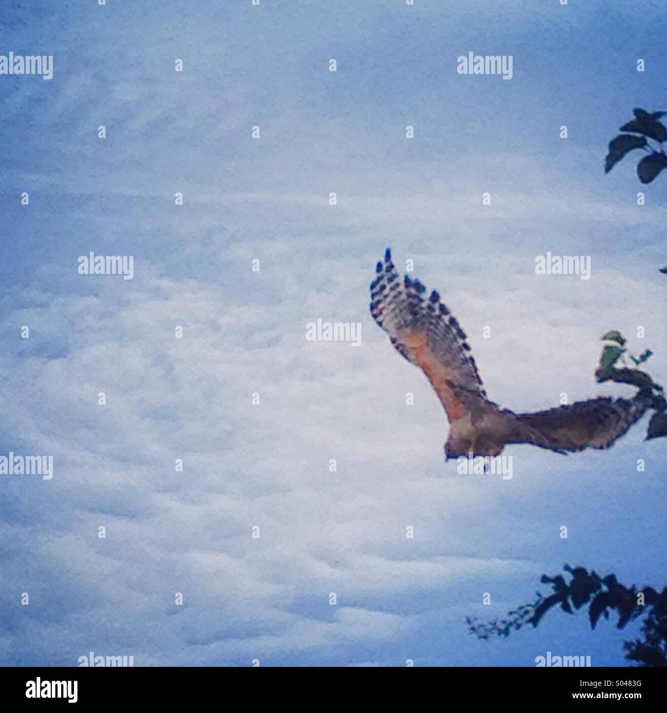 Wild Hawk In Flight Wild hawk launching into flight from a tree Stock Photo - Alamy