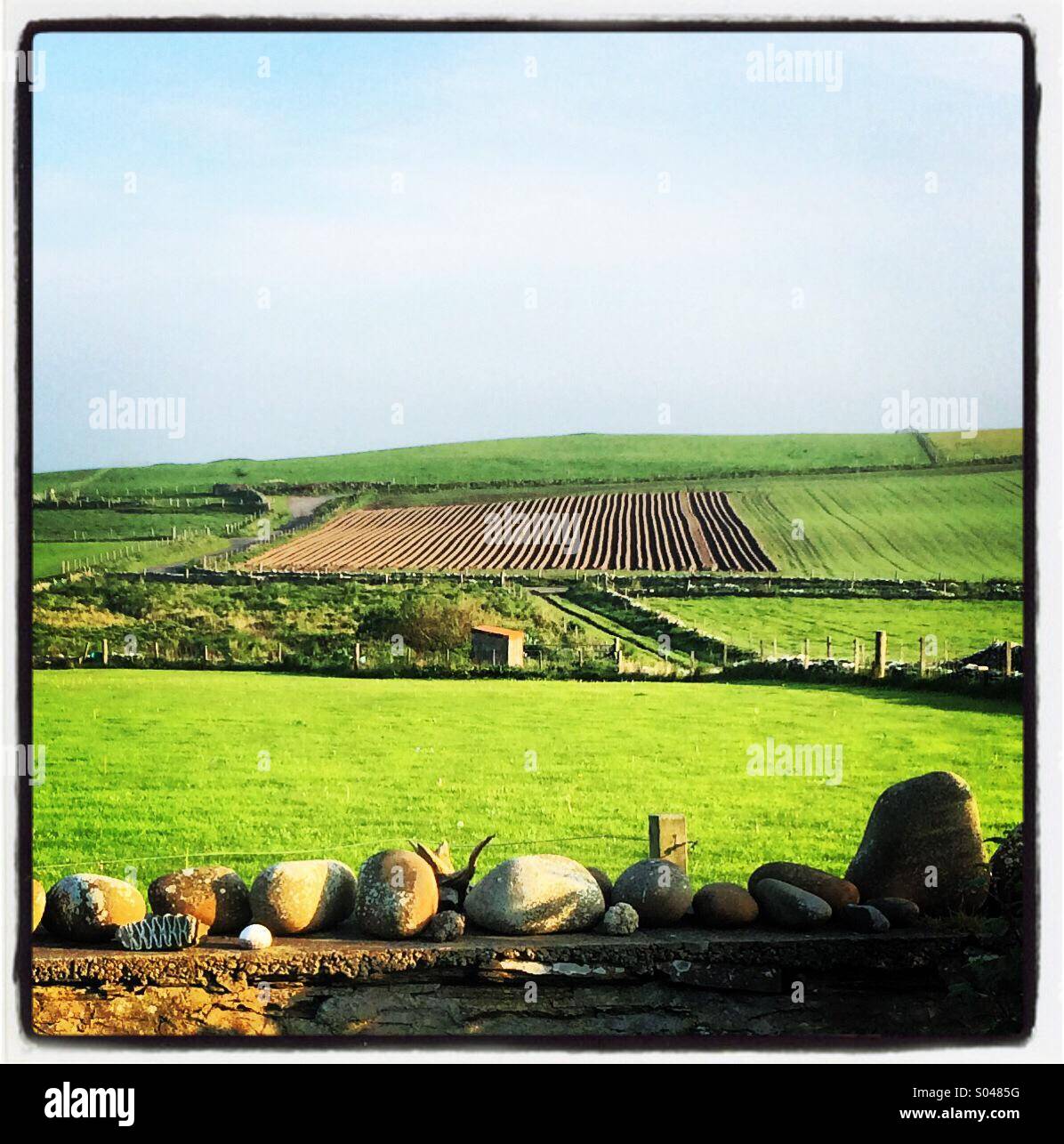 Potato field on sunny hillside, Orkney Stock Photo